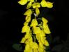 Čilimníkovec černající (Cytisus nigricans