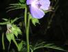 Kakost luční (Geranium pratense)